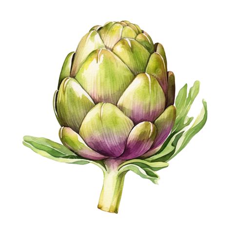 Watercolor Artichoke Vegetable Clip Art Artichoke Watercolor Hand