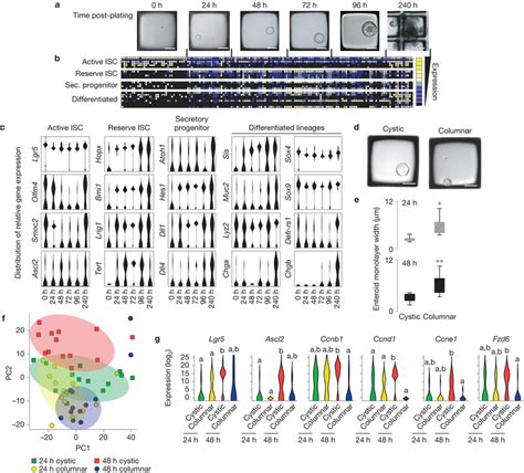 Microraft Retrieval Facilitates Gene Expression Analysis Of Enteroid