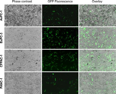 H N Pseudotype Particle Entry Into Pda Cells Aspc Bxpc Cfpac