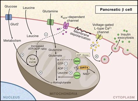 Insulin Secretion Sirt4 Gets In On The Act Cell