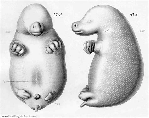 Echidna Life Cycle Diagram