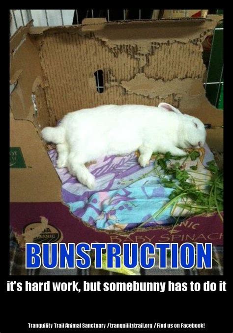 Rabbit Ramblings Bunny Monday Memeday Bunstruction