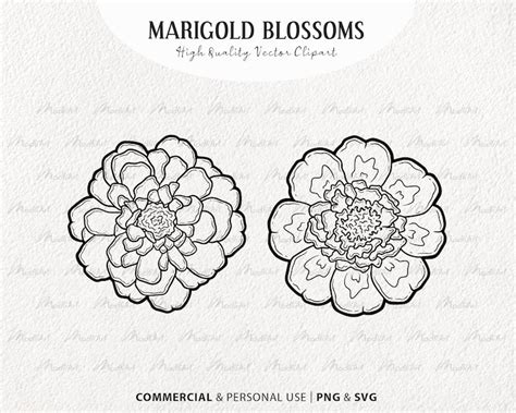 Marigold Flower Svg Clipart Set Spring Blossoms Flower Bouquet Line