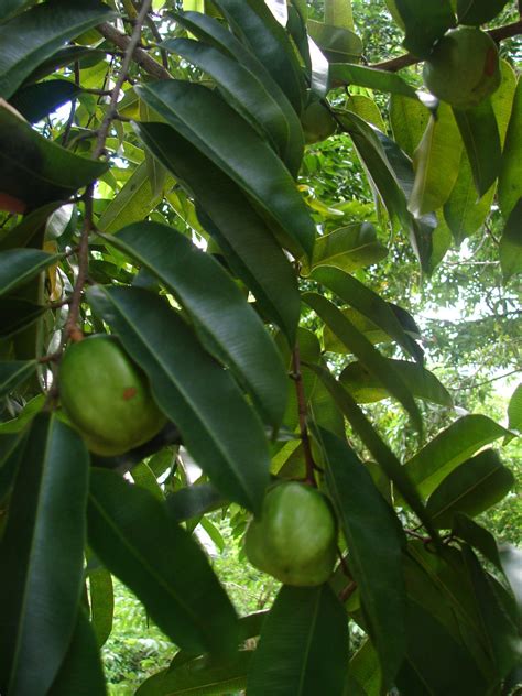 Polynesian Produce Stand : ~LAWULU~ Chrysophyllum roxburghii INDIAN ...