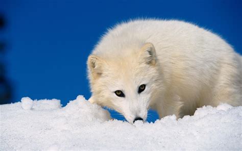 Arctic Fox Wallpaper Fox Wallpaper 1391907 Fanpop