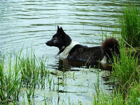 Husky In Water Stock Photo Image Of Animal Young River 40320308