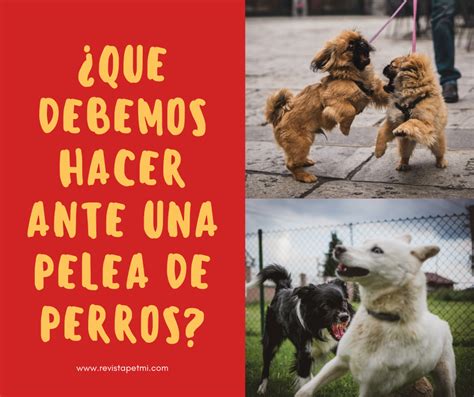 ¿que Debemos Hacer Ante Una Pelea De Perros Revista Petmi Para