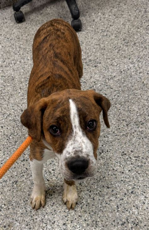 KC - Animal ID: 60084138 Species: Dog Breed: Mixed Breed, Large (over