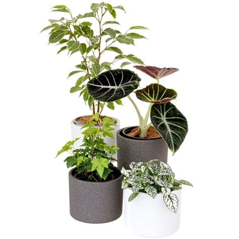 Tropi Co Home Office Indoor Plant Collection 4 Pack EVA102 HOME RONA