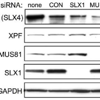 Fig S Depletion Of Slx Or Mus From Hek Cells Stably Expressing