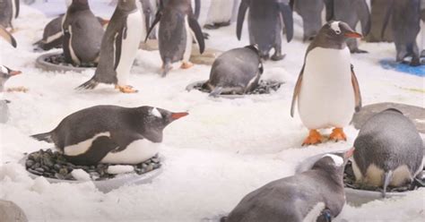Melbourne Gay Penguins Rekindle Their Love Ahead Of Nesting Season Gcn