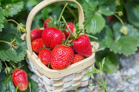 Learn How To Protect Strawberry Plants From Birds How To Guides Tips