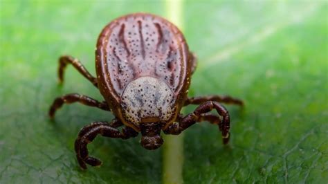 Mild Winters Seeing Spread Of Lyme Bearing Ticks Citynews Toronto