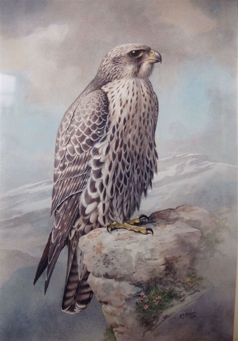 Gyrfalcon Size