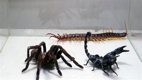 Poison Scorpion Tarantula Centipede YouTube