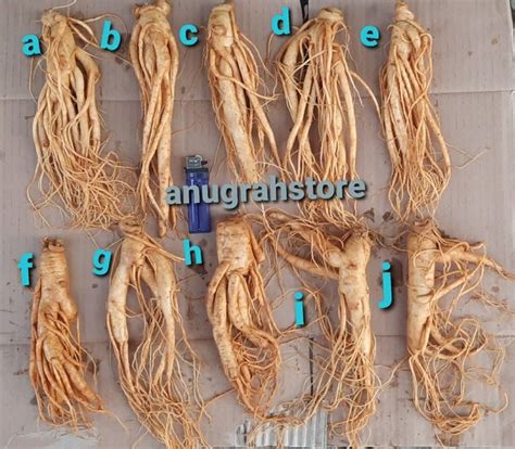 Jual Ginseng Asli Korea Fresh Import Ukuran Besar Di Lapak Anugrahstore