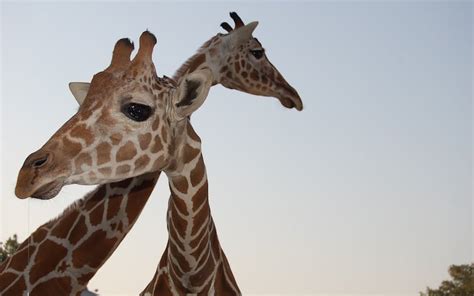 Why Do Giraffes Have Such A Long Neck