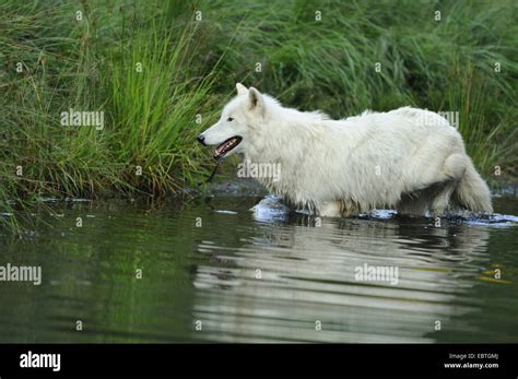 Lobo Del Rtico La Tundra El Lobo Canis Lupus Albus Canis Lupus