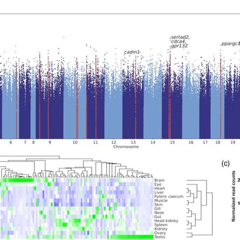 Differentiated Genomic Regions A Manhattan Plot Showing SNP Allele