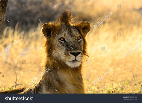 Male Lion Having Bad Hair Day Stock Photo Edit Now 386082328