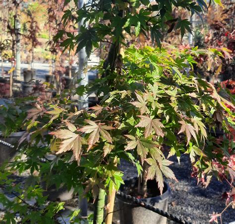 Acer palmatum STD | Urban Tree Farm Nursery