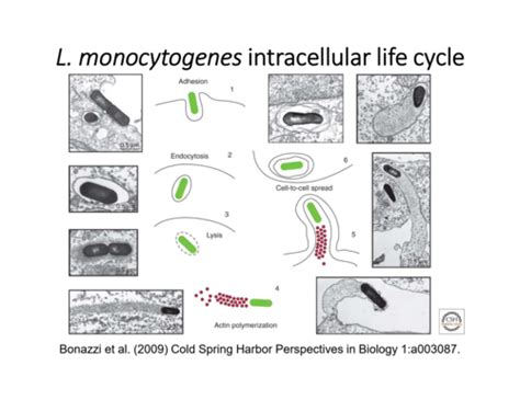 Listeria Monocytogenes Flashcards Quizlet