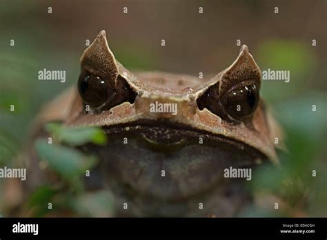 Long Nosed Horned Frog Megophrys Nasuta Also Known As The Malayan