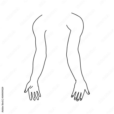 Human Hands From Front And Back Outline Anatomical Hand Drawn