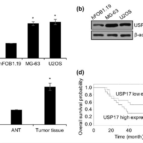 Usp17 Is Elevated In Human Osteosarcoma Tissues And Cell Lines A The