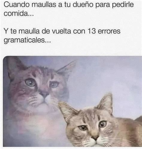 Miau Meme Subido Por MAKSIMTHECOSSAC Memedroid