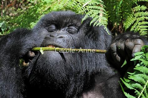 "Silverback Gorilla Eating, Hirwa Group, Rwanda, East Africa " by ...