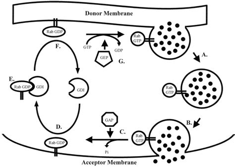 The Translocation And Activationinactivation Cycle Of The Rab Gtpases Download Scientific