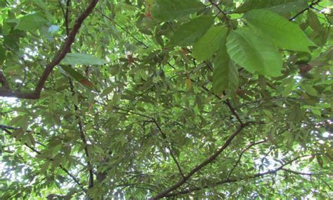 Nutmeg Tree: Growing Two Tropical Spices - Epic Gardening