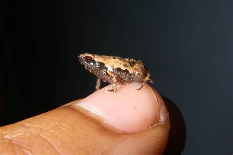 Albino Frog Discover The Enchanting World Amphipedia