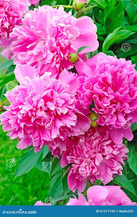 Pink Peonies Paeoniaceae Stock Image Image Of Botanic 61317145