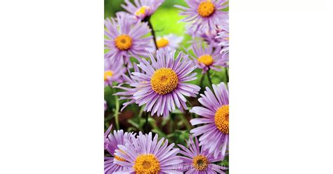 Aster Alpejski Happy End Aster Alpinus Bilscy Info