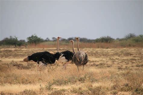 Experience East Africa S Annual Great Migration Sironka Tours