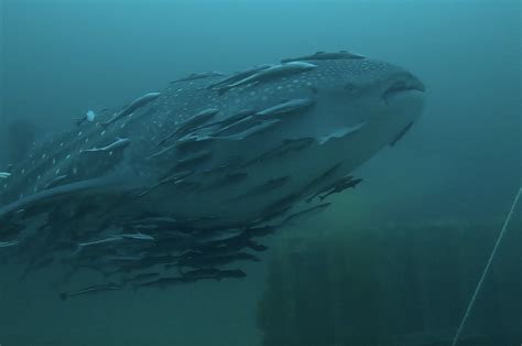 destin-florida-whale-shark-manta-ray_0005_Layer 1 - Get The Coast