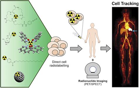 Direct Cell Radiolabeling For In Vivo Cell Tracking With PET And SPECT