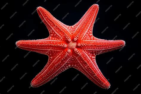 Exploring the Enigma The Isolated Star Shape Sea Star an Enigmatic ...