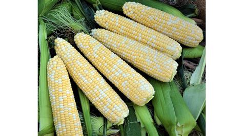 12 Must-Have Sweet Corn Varieties Growers Should Consider - Growing Produce