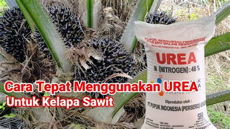 Cara Tepat Menggunakan Pupuk Urea Untuk Kelapa Sawit Youtube