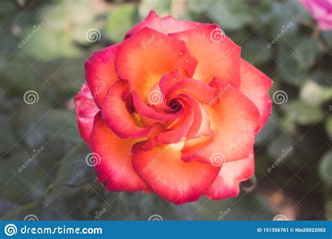 Beautiful Red And Orange Rose Flower In Garden Blooming Rose On