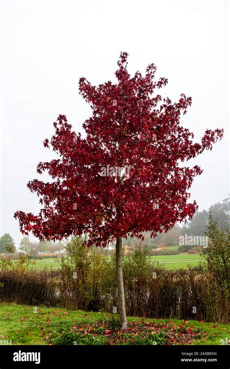 Liquidambar Styraciflua Worplesdon Fotos Und Bildmaterial In Hoher