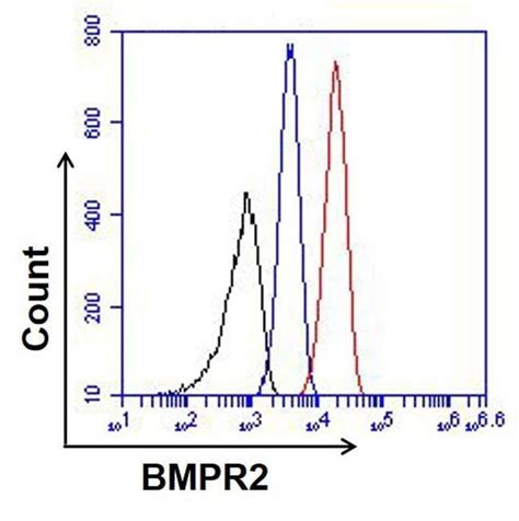 Mouse IgG Isotype Control (31903)