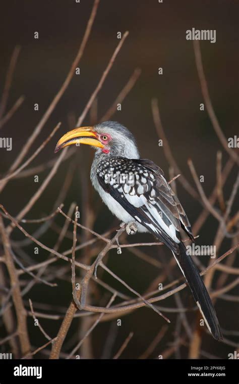 Gelbschnabeltoko Southern Yellow Billed Hornbill Tockus Leucomelas