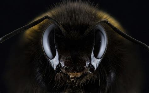 Worlds Largest Bee Found Again After Nearly Four Decades