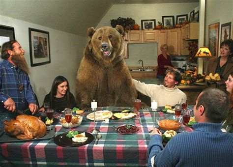 This Is Brutus A Lb Grizzly Bear Who Sat Down For Thanksgiving