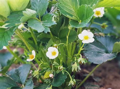 Erdbeeren Pflanzen Und Pflegen Tipps Für Eine Reiche Ernte