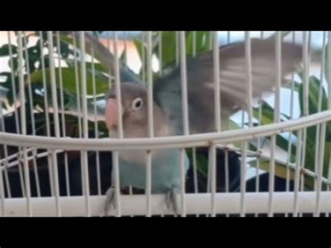 INILAH RAJA MASTERAN BURUNG LOVEBIRD PAUD PASTI NYAUT YouTube